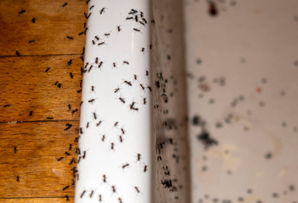 Wildlife Control Services in Viola, IL